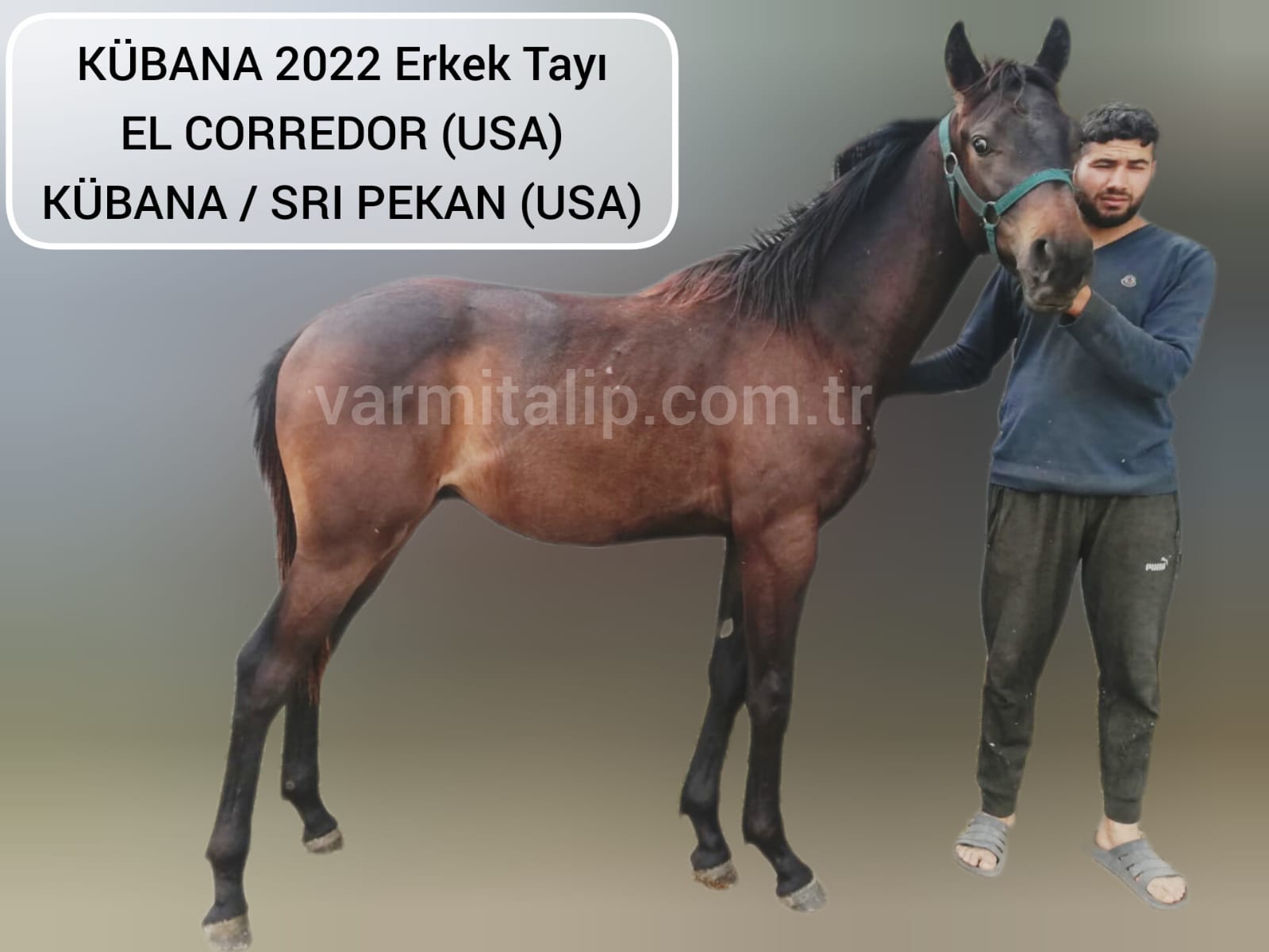 1 BUÇUKLU EL CORREDOR ERKEK TAYI 